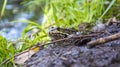 In summer a green toad sits in the grass on the river