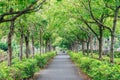 Summer green tree lined road in Taiwan