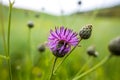 Summer green wildflowers and insects, white dandelion, strawberries, purple safflower, beautiful botany