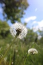 Summer green wildflowers and insects, white dandelion, strawberries, purple safflower, beautiful botany