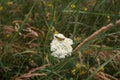 Summer green wildflowers and insects, white dandelion, strawberries, purple safflower, beautiful botany