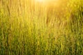 Summer green yellow reed grass meadow nature sunlight background Royalty Free Stock Photo