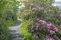 Purple Rhododendron bloom beside a trail on Grayson Highlands State Park. Royalty Free Stock Photo