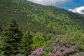 Purple Rhododendron blooming on Grayson Highlands State Park. Royalty Free Stock Photo