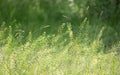 summer grenn grass on meadow Royalty Free Stock Photo