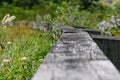 Summer Growth Embracing the Forgotten Weathered Wooden Guardrail Royalty Free Stock Photo