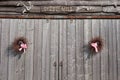 Summer handmade wreaths hanging on old barn doors Royalty Free Stock Photo