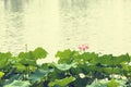 Summer, hangzhou west lake lotus in full bloom
