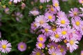 Summer Harmony: Bees and Purple Asters in Full Bloom