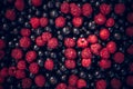 Summer harvest background with ripe berries raspberry and black currant Royalty Free Stock Photo