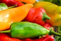 Summer harvest. Freshly picked, red, green and yellow sweet peppers, laying in grass in garden Royalty Free Stock Photo