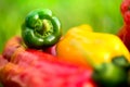 Summer harvest. Freshly picked, red, green and yellow sweet peppers, laying in grass in garden Royalty Free Stock Photo