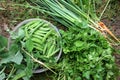 Summer harvest of organic vegetables on the grass. Young peas, green onions, fresh parsley, small carrots. Royalty Free Stock Photo