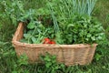 Summer harvest of organic vegetables in a wicker basket. Young peas, green onions, fresh parsley, red tomatoes on a vine.