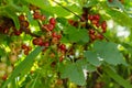 Summer harvest, red currant grows on a bush in the garden