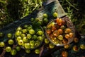 Summer harvest of red and green gooseberries. Royalty Free Stock Photo