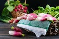 Summer harvested red radish. Growing organic vegetables. Royalty Free Stock Photo