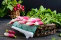 Summer harvested red radish. Growing organic vegetables. Royalty Free Stock Photo