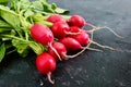 Summer harvested red radish. Growing organic vegetables. Large bunch of raw fresh juicy garden radish Royalty Free Stock Photo