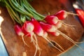 Large bunch of raw fresh juicy garden radish on wooden board Royalty Free Stock Photo