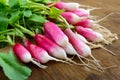 Summer harvested red radish. Growing organic vegetables Royalty Free Stock Photo