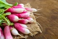 Summer harvested red radish. Growing organic vegetables Royalty Free Stock Photo