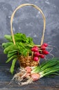 Summer harvested red radish. Growing organic vegetables. Royalty Free Stock Photo