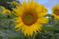 Sunflowers in Alsace in France