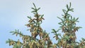 Spruce branches with cones sway in light breeze on warm summer day