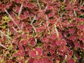 Summer Has Set and The Coleus Chocolate Covered Cherry flower Blooms