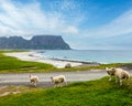 Summer Haukland beach and sheep flock, Norway, Lofoten