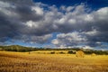 Summer hayfield Royalty Free Stock Photo