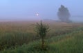 Summer, hazy meadow in the moonlight Royalty Free Stock Photo