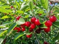 summer healthy berries - cherry on the tree. The harvest of red cherries is ripe. Royalty Free Stock Photo