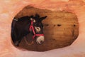 Mule escaping the heat in Petra, Jordan Royalty Free Stock Photo
