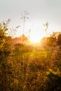 Summer herbals on sunset