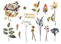 Summer herbarium. Dried flowers and plants, watercolor illustration. Flowers and leaves in a jar