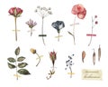 Summer herbarium. Dried flowers and plants, watercolor illustration on white isolated background