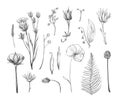 Summer herbarium. Flowers and plants, pencil illustrations