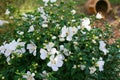 Beautifully blooming hibiscus syriacus with attractive flowers