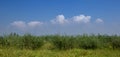 Summer Highveld landscape in South Africa