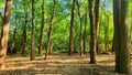 summer hike in the woods