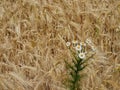 Hiking in the forrests of the german westphalia Royalty Free Stock Photo