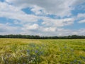 Hiking in the forrests of the german westphalia Royalty Free Stock Photo