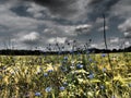 Hiking in the forrests of the german westphalia Royalty Free Stock Photo