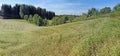 Summer hillsd of blossoming buckwheat agricultural plants.