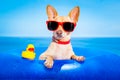 Summer holiday dog Royalty Free Stock Photo