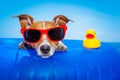 Summer holiday dog Royalty Free Stock Photo