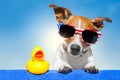 Summer holiday dog Royalty Free Stock Photo