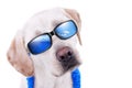 Summer Holiday Dog Royalty Free Stock Photo